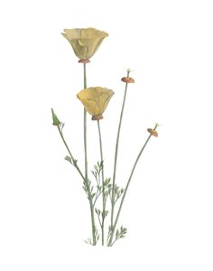 Kalifornischer Mohn von Stacy Hsu