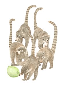 Costa Rica Coatis von Stacy Hsu