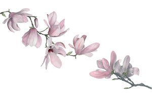 Magnolie von Stacy Hsu
