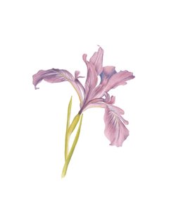 Porträt einer Iris