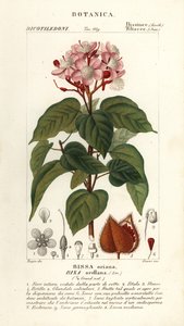 Achiote oder Lippenstiftbaum, Bixa orellana von Stanghi Stanghi