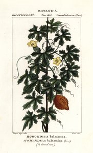 Afrikanische Gurke, Momordica balsamina