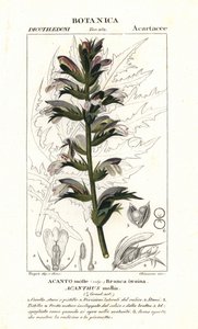 Bärenklau oder Meerdock, Acanthus mollis von Stanghi Stanghi