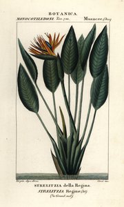 Paradiesvogelblume, Strelitzia reginae