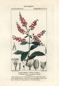 Buschweide, Combretum coccineum