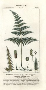 Gemeiner Adlerfarn, Pteridium aquilinum
