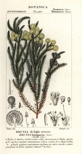 Gemeiner Baumwollstrauch, Berzelia lanuginosa von Stanghi Stanghi