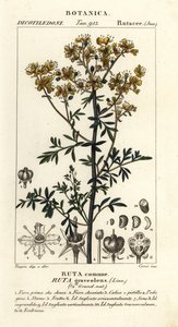 Weinraute oder Gnadenkraut, Ruta graveolens