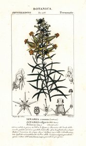 Gewöhnliches Leinkraut oder gelbes Leinkraut, Linaria vulgaris von Stanghi Stanghi