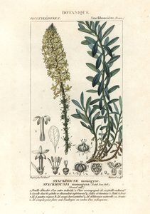 Cremige Kerzen, Stackhousia monogyna von Stanghi Stanghi