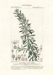 Kriechender Boobialla, Myoporum parvifolium