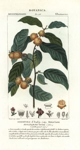 Dattelpflaume, Diospyros lotus