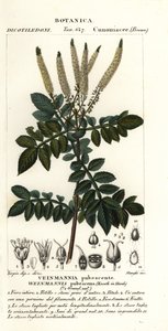 Encenillo, Weinmannia pubescens von Stanghi Stanghi