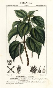 Falsche Brennnessel, Boehmeria caudata