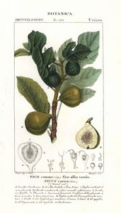 Feigenbaum und Frucht, Ficus carica