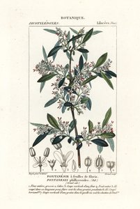 Fontanesia phillyreoides von Stanghi Stanghi