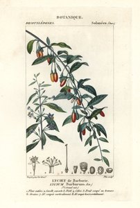 Gojibeere, Lycium barbarum