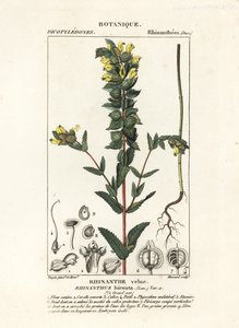 Großer Gelber Zahntrost, Rhinanthus alectorolophus