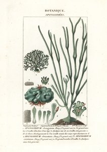 Grüne Algen Spongodium Arten von Stanghi Stanghi