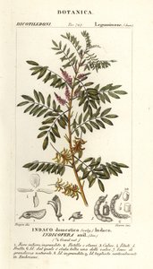Guatemaltekischer Indigo, Indigofera suffruticosa