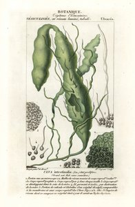 Darmtang, Ulva intestinalis von Stanghi Stanghi