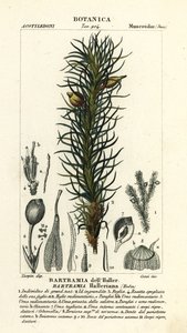 Hallers Apfelmoos, Bartramia halleriana von Stanghi Stanghi