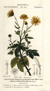 Indische Chrysantheme, Chrysanthemum indicum