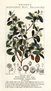 Indische Pflaume, Flacourtia indica