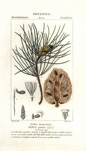 Italienische Steinkiefer, Pinus pinea