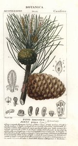 Italienische Steinkiefer, Pinus pinea, Pino domestico