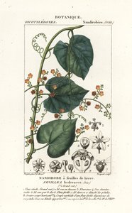 Javillo oder Gegengift-Kokoon, Fevillea cordifolia von Stanghi Stanghi