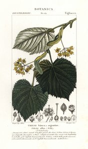 Lindenbaum, Tilia alba