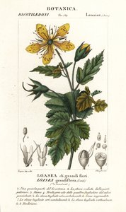 Loasea grandiflora von Stanghi Stanghi