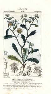 Madam Gorgon, Acicarpha tribuloides