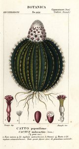 Melonenkaktus, Melocactus caroli-linnaei von Stanghi Stanghi