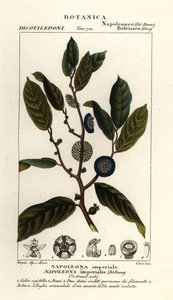 Napoleonaea imperialis von Stanghi Stanghi