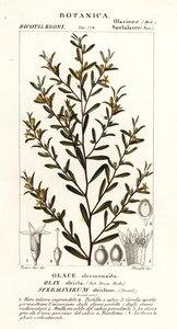 Olax stricta von Stanghi Stanghi
