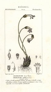 Einblütige Sommerwurz, Orobanche uniflora