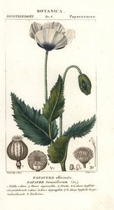 Schlafmohn, Papaver somniferum, Papavero officinale von Stanghi Stanghi
