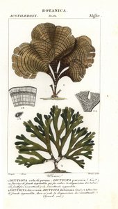 Pfauenfeder, Padina pavonica 1, und Dictyota dichotoma 2