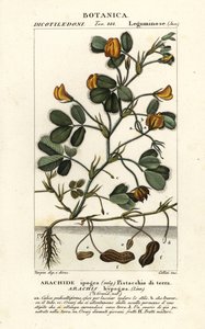 Erdnuss, Arachis hypogaea