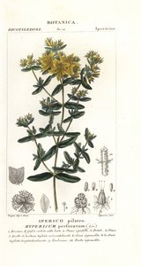 Echtes Johanniskraut, Hypericum perforatum