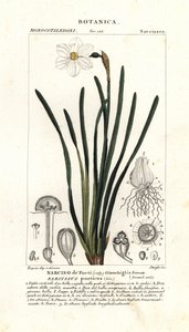 Dichter-Narzisse, Narcissus poeticus von Stanghi Stanghi