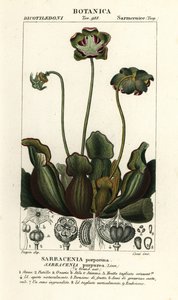 Purpur-Kannenpflanze, Sarracenia purpurea