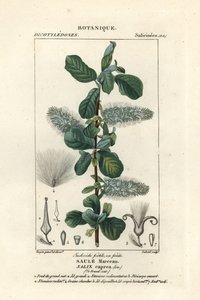 Weidenkätzchen, Salix caprea von Stanghi Stanghi