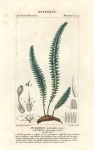 Quillmoos oder falsches Farnmoos, Cyathophorum bulbosum von Stanghi Stanghi