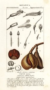 Rote Rosskastanie, Aesculus pavia