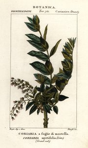 Redoul-Baum, Coriaria myrtifolia