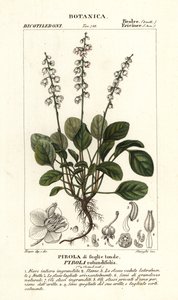 Rundblättriges Wintergrün, Pyrola rotundifolia von Stanghi Stanghi
