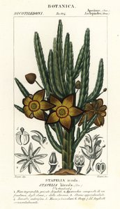 Aasblume, Stapelia hirsuta von Stanghi Stanghi